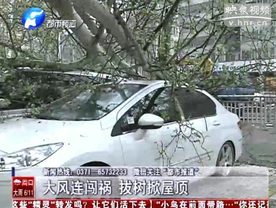 文化路大樹(shù)被刮倒 四輛轎車被砸