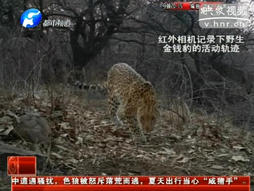 萌萌噠！濟(jì)源首次拍到金錢豹