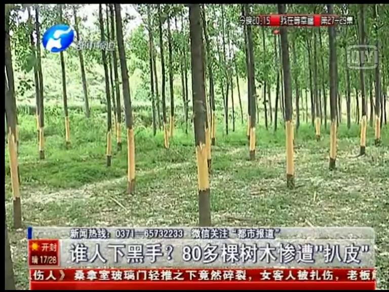 80多棵樹被“扒皮” 誰痛下黑手？