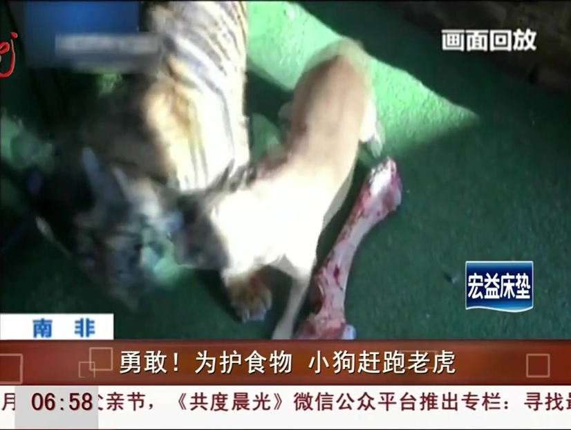 勇敢！為護(hù)食物 小狗趕跑老虎