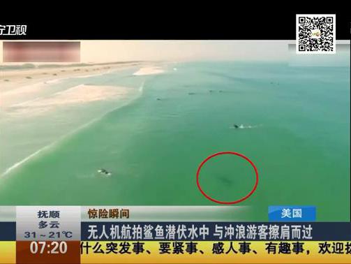 航拍沖浪者與鯊魚(yú)擦肩