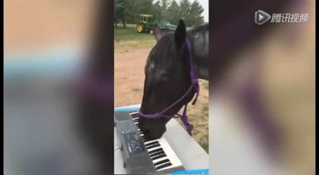 這只逆天的馬會(huì)彈琴！