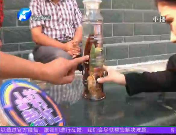 神奇！泡酒人參發(fā)芽長樹葉