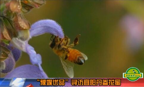 《中國(guó)生態(tài)song》之尋訪(fǎng)丹參蜜