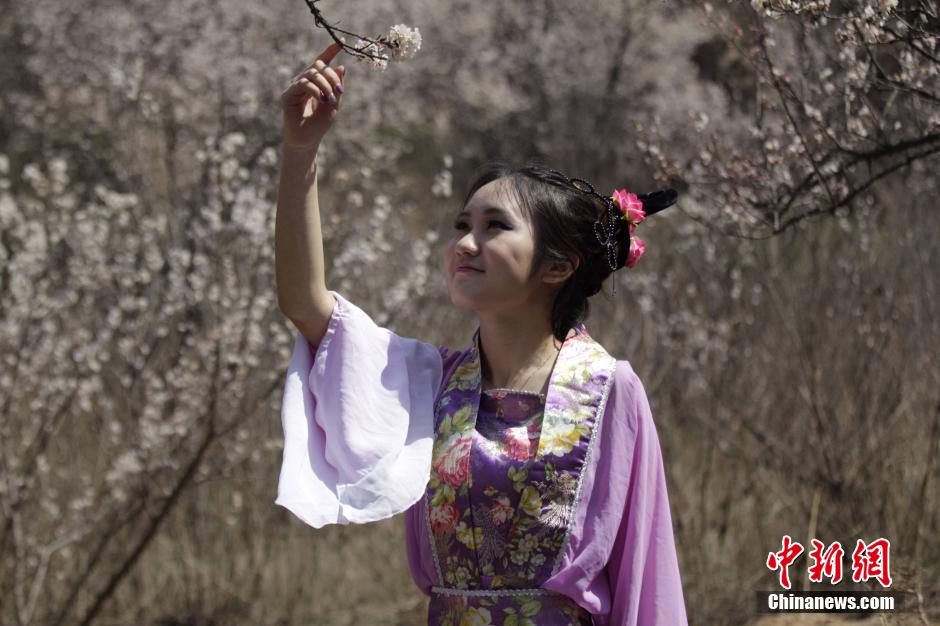 河南鄭州櫻桃花開 仙子踏春賞花海 河南鄭州櫻桃花開 仙子踏春賞花海