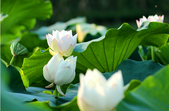 千對(duì)情侶共聚淮陽(yáng) 賞荷拜祖見證姻緣